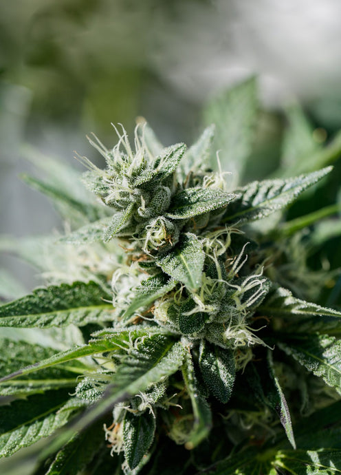 Pure Sunfarms Pink Kush